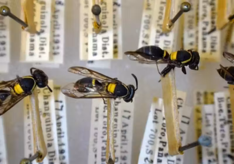 Veneno de vespa pode ser a nova esperança contra o Alzheimer. Testes feitos com animais na Unb mostram melhora no déficit cognitivo. - Foto: Reprodução/Unesp