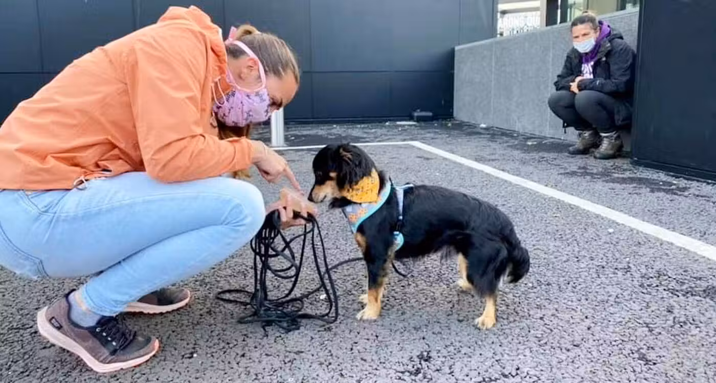 Rico foi treinado e hoje ajuda a resgatar outros animais - Foto: SWINS