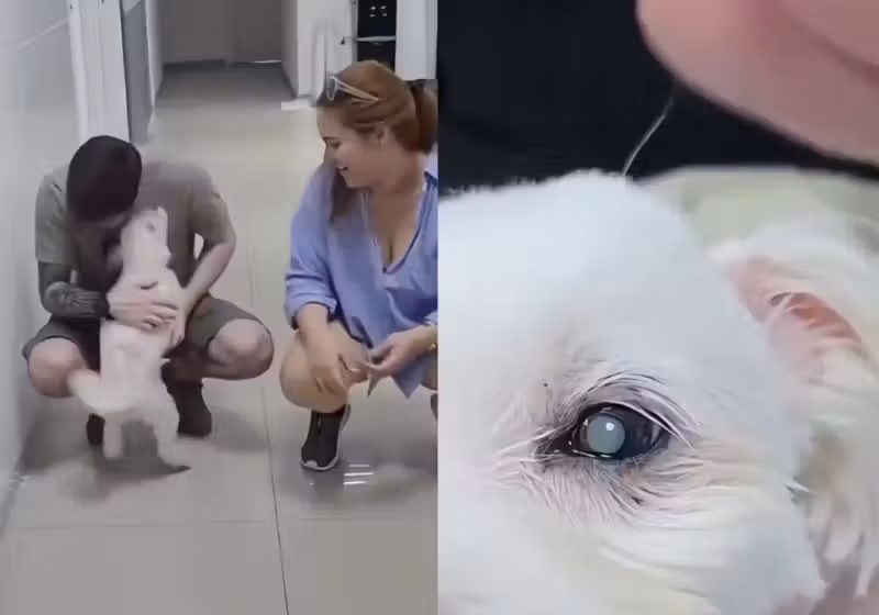 Este cachorrinho idoso, que ficou cego durante 10 anos, volta a enxergar após uma cirurgia de catarata e faz festa ao ver os tutores. - Fotos: reprodução/redes sociais