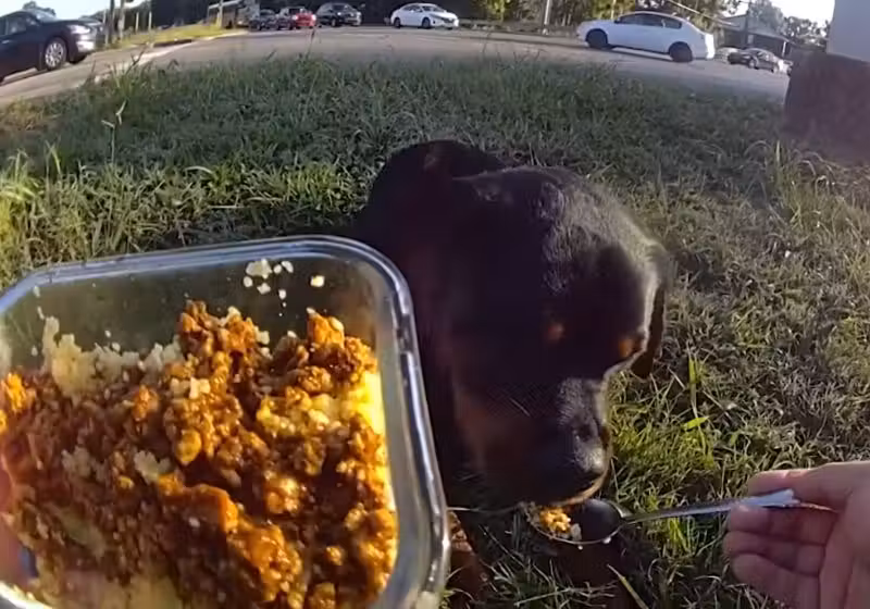 O policial Samuel Lopes deu comida da própria marmita para o filhote de cachorro ferido que encontrou na estrada, no Tennessee (EUA). - Foto: reprodução/Facebook