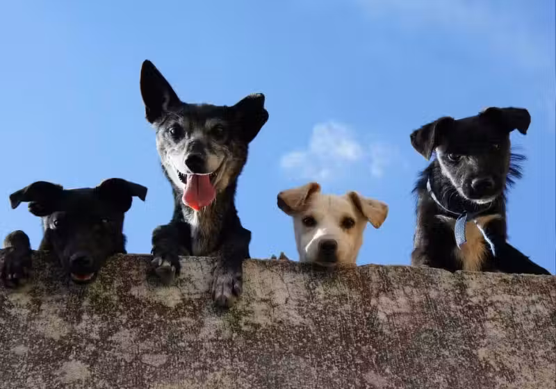 A pílula para prolongar a vida de cachorros idosos é de uso diário e deve começar a ser vendida ainda este ano, diz a empresa. - Foto: Pexels