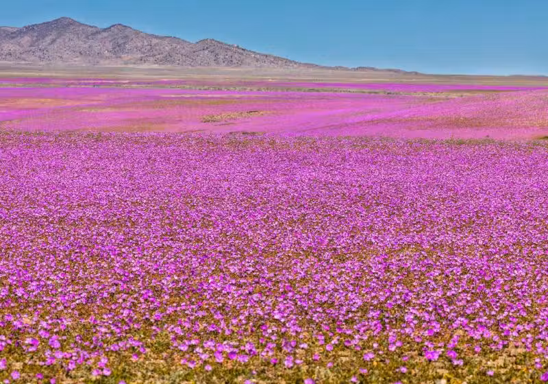O deserto do Atacama, no Chile, ficou coberto de flores depois da chuva forte que caiu na região. Turistas adoraram. - Foto: ChileTravel
