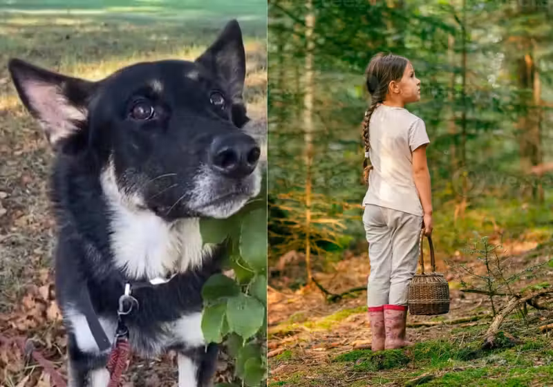Mais de 100 voluntários e um cão resgatam juntos uma criança que ficou desaparecida por horas numa floresta, nos EUA. - Foto: WMUR-TV