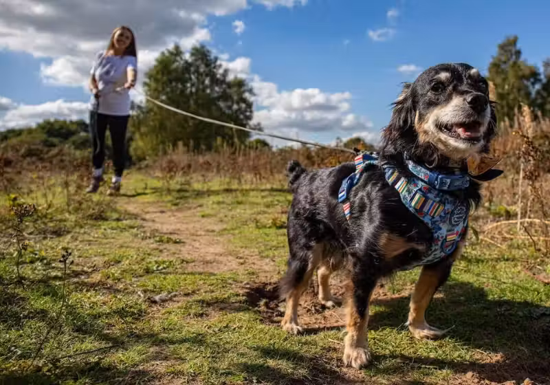 O cachorrinho Rico foi tirado da fila de sacrifício e virou um lindo detetive, que ajuda a encontrar animais perdidos nos EUA. - Foto: SWINS
