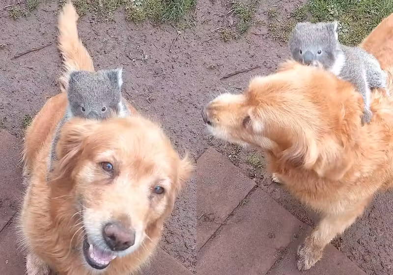 Cachorro Dá Carona Fofa A Bebê Coala - Veja A Reação Emocionante Do Tutor 2 O tutor registrou o cachorro dele dando uma carona a um bebê coala que se perdeu da mãe, na Austrália. As imagens fofas viralizaram nas redes. - Foto: Steve Lamplough