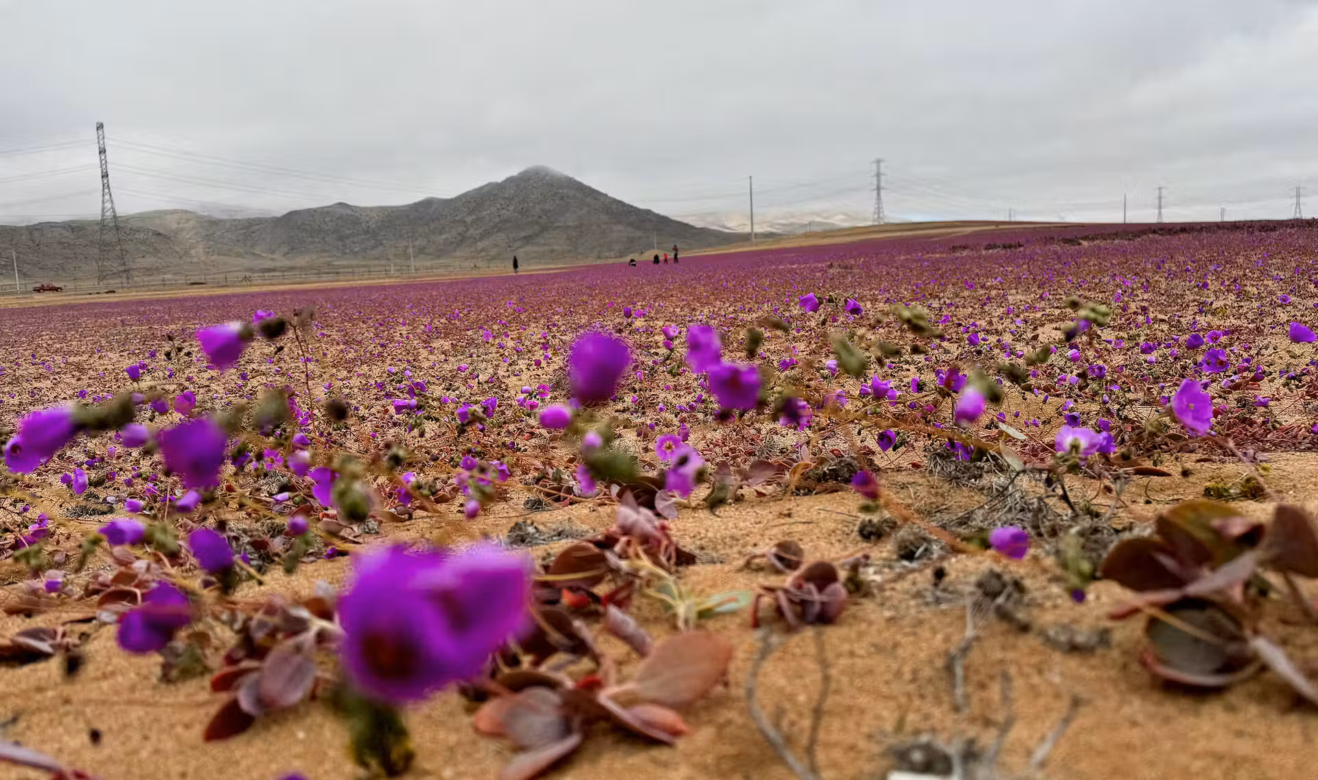 Flores roxas surgiram no deserto do Atacama. - Foto: reprodução/redes sociais