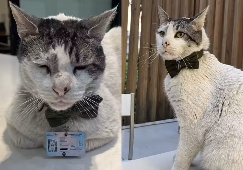 O gatinho Branquinho foi adotado pela Embaixada do Brasil no Chile e ganhou fãs pela internet. - Foto: redes sociais