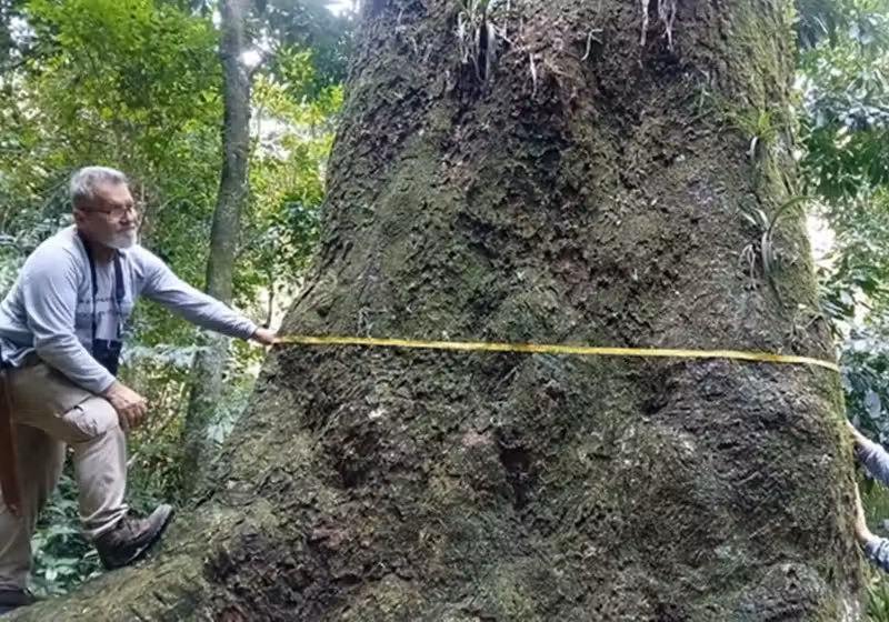 Fiocruz Descobre Jequitibá-Rosa De 500 Anos No Rio Em Risco De Extinção 2 Segundo a Fiocruz, o jequitibá-rosa gigante tem aproximadamente 500 anos. A descoberta foi considerada histórica - Foto: Fiocruz