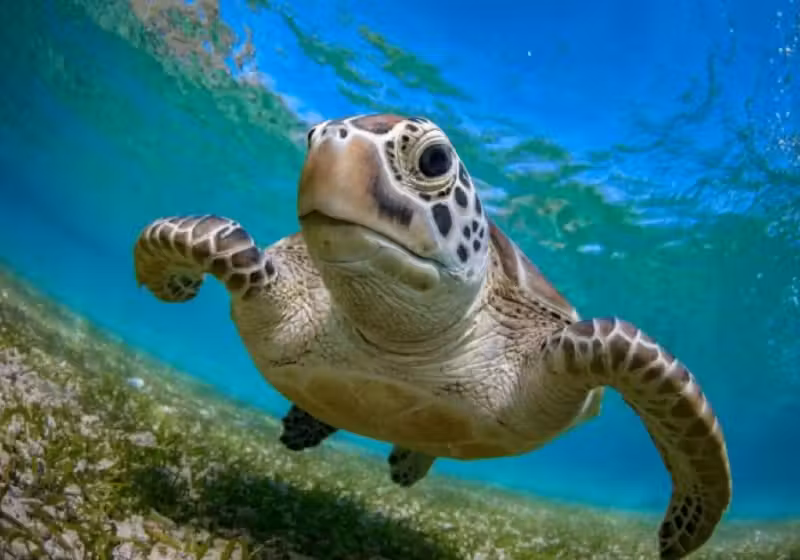 As tartarugas marinhas verdes não estão mais em risco de extinção. O anuncio foi feito pela IUCN - Foto: reprodução