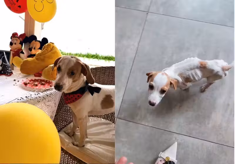 O tunico era um cachorro magrinho e largado nas ruas, quando foi adotado. Esta semana ele completou 1 ano, ganhou festa e mostrou como está lindo. - Fotos: Instagram