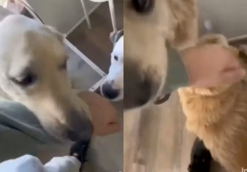 Ao perceber que seria adotado, este cachorrinho arrastou o futuro tutor pelo braço até a irmã dele idosa e surda, para adotar a bichinha também e não separar a família. Deu certo! - Fotos: reprodução/X