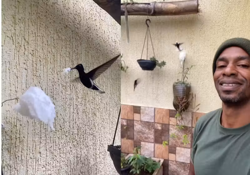 O Cecílio deixa pequenos tufos de algodão nas plantas da casa dele para ajudar beija-flor a fazer ninho, no Rio de Janeiro. - Foto: reprodução redes sociais