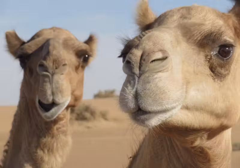 As proteínas foram encontradas em animais da família do camelo e podem se tornar um novo tratamento contra o Alzheimer - Foto: Canva