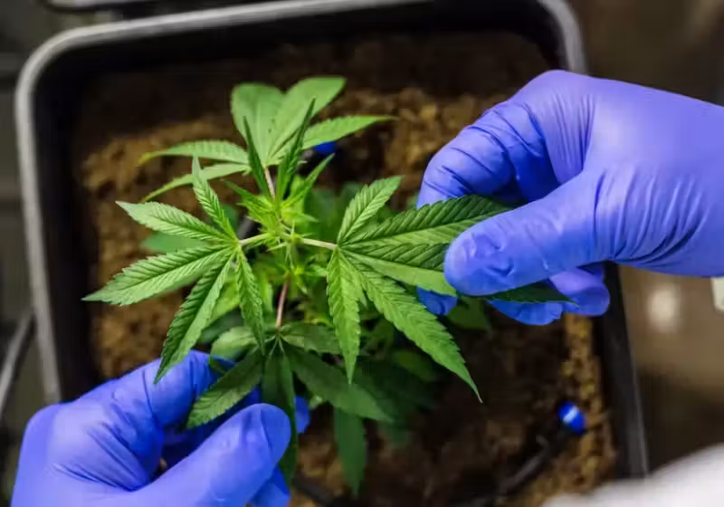 A Anvisa autorizou a Embrapa a cultivar cannabis para estudos e pesquisas. A ideia é ajudar no desenvolvimento de terapias - Foto: Pixabay