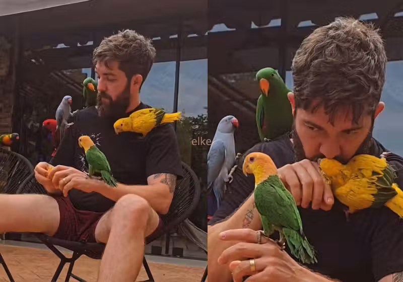 O vídeo do Bruno, o homem que dá frutas no bico de pássaros livres em casa no interior de SP viraliza nas redes: 2 milhões de visualizações. - Foto: reprodução/Instagram