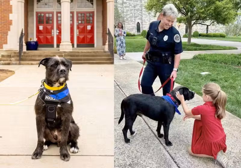 O Sargento Bo, que ajudou a confortar crianças após tiroteio que matou 6 em escola dos EUA, venceu o prêmio Cão Herói 2025. Fotos: AHS