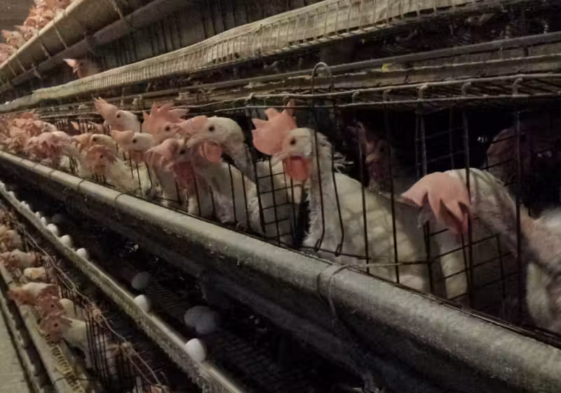 O Brasil agora tem um guia para evitar o confinamento de galinhas e suínos e garantir o bem-estar desses animais - Foto: Divulgação/Humane World for Animals