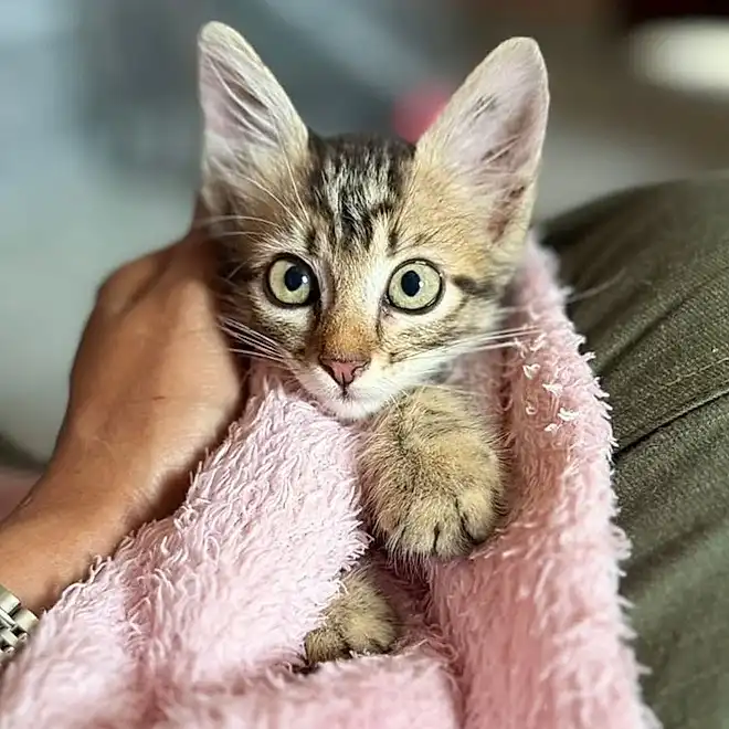 Ela é uma filhotinha que merece um lar feliz. - Foto:  Instagram/@bicharada1