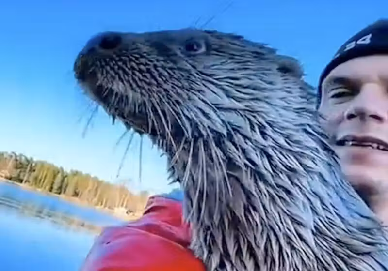 Leya, o filhote órfão de lontra que foi resgatado e cuidado por Mats, sempre volta para visitar o pai adotivo em um lago da Suécia. - Foto: Mats Janzon