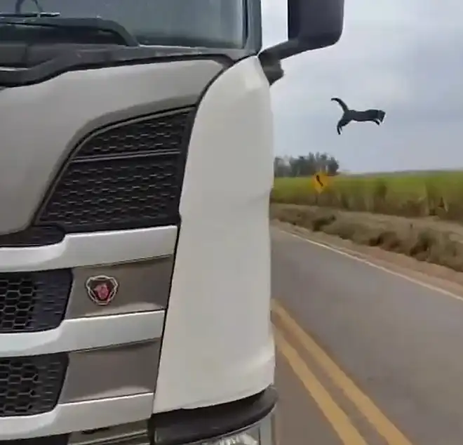 Depois de saltar no caminhão, o gatinho pulou na plantação de cana, ao lado da pista. - Foto: reprodução/Instagram