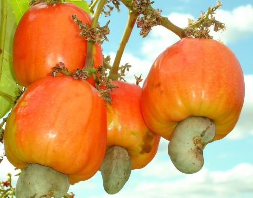 n_cooperacao_to_2105719894