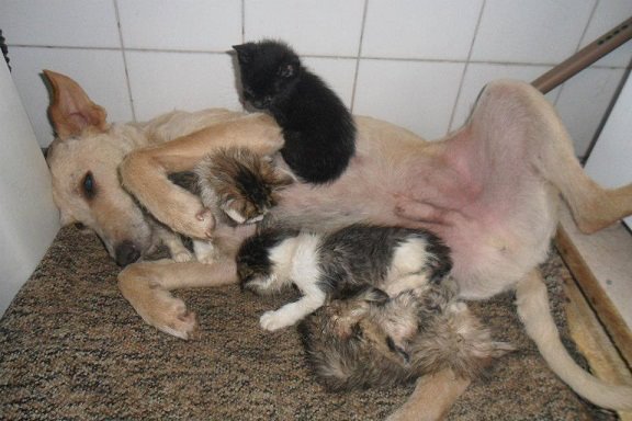 cachorrogatos2|cachorogatos1|cachorrogatos4|cachorrogatos5