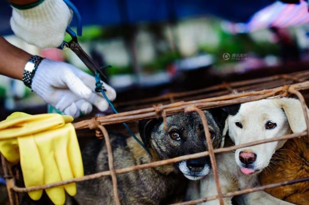 caes_salvos|caes_salvos_2