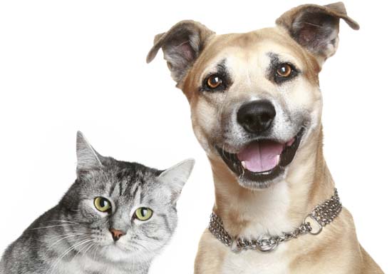 animais_s_francisco|sao_francisco_completa|francisco