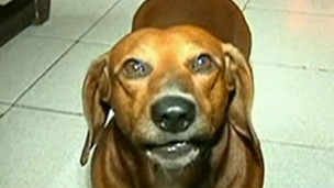 cachorro_calculadora