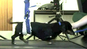 cachorro_transplante