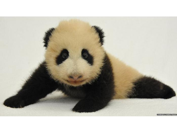 panda_1