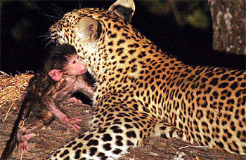 leopardo_macaco