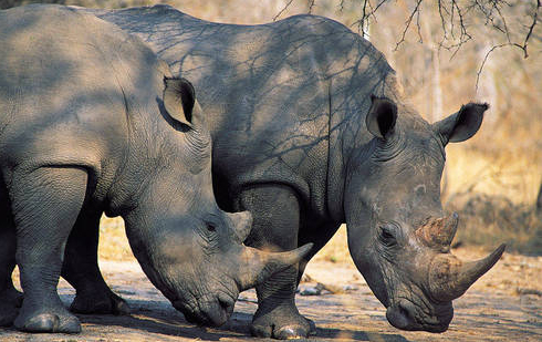 rinocerontes_google