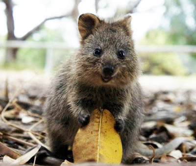 animal_feliz_1|animal_feliz_2|animal_feliz_3