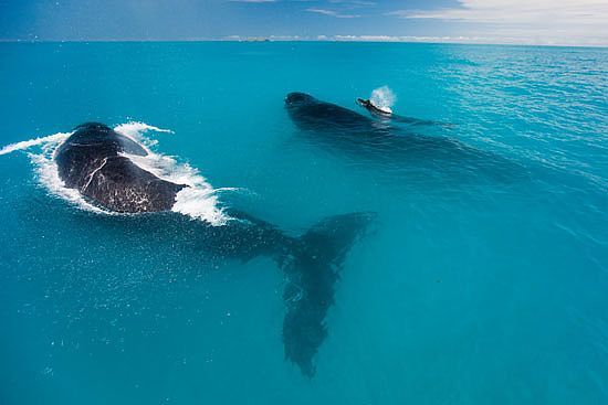 baleias-jubartes