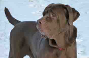 cachorro_chip1|cachorro_chip