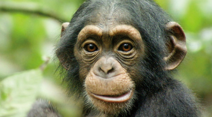 chimpanze