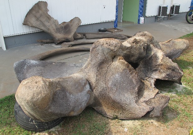 baleia_osso|baleia_azul