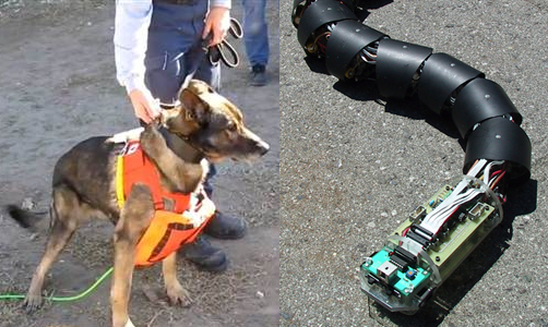 cachorro_cobra|cachorro_cobra_2