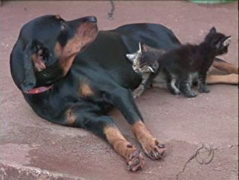 cadela_gatos
