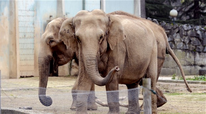 elefantes_baby_e_nepal