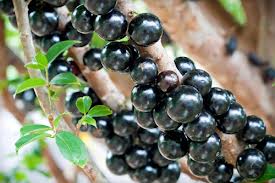 jabuticaba Foto: Pixabay