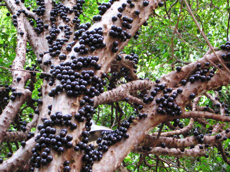 jabuticaba_pe|jabuticaba