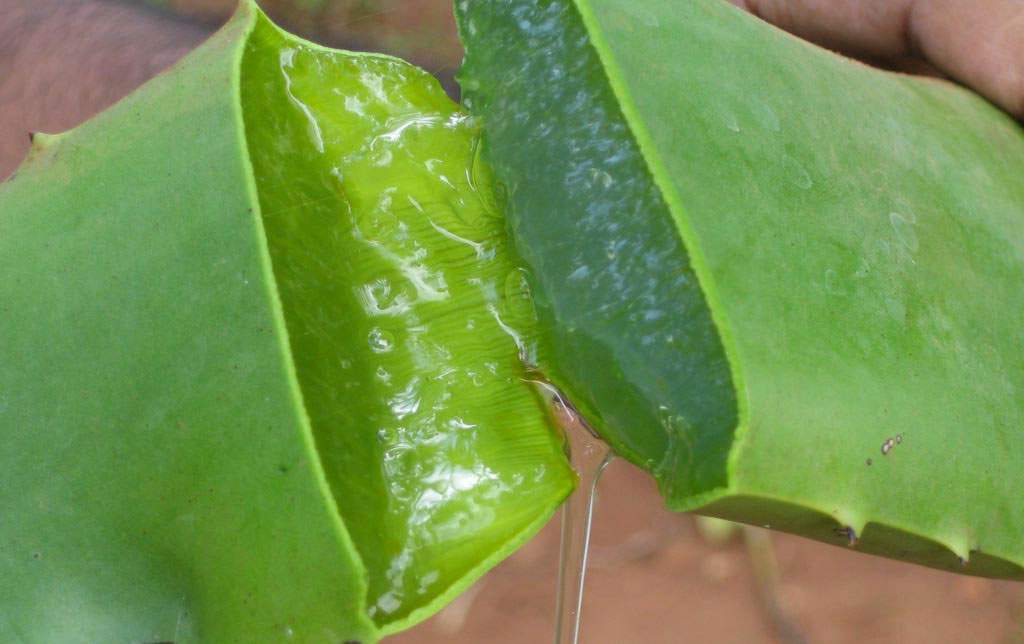 aloe_vera1|aloevera2
