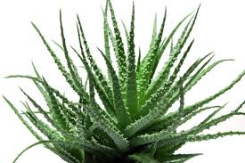 aloevera2