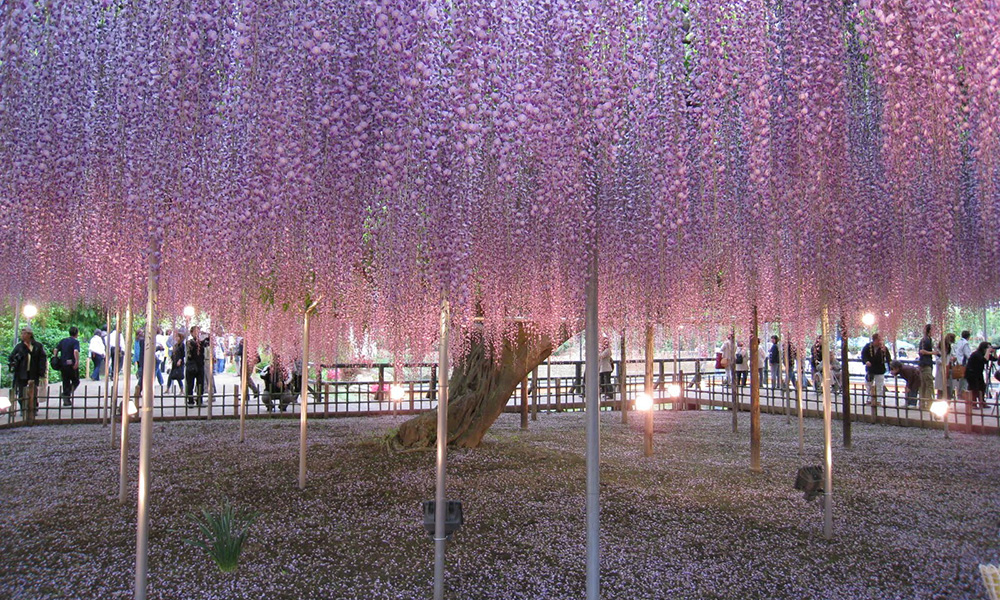 arvore_japao1|arvore_japao_2|avatar_ritual1