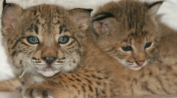 linces