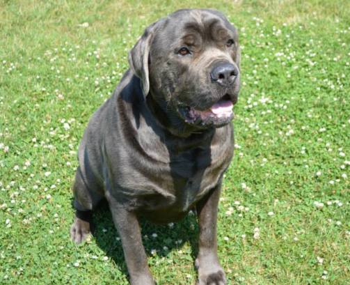 Bear_Mastiff_house_fire_hero