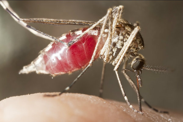 mosquito_malaria