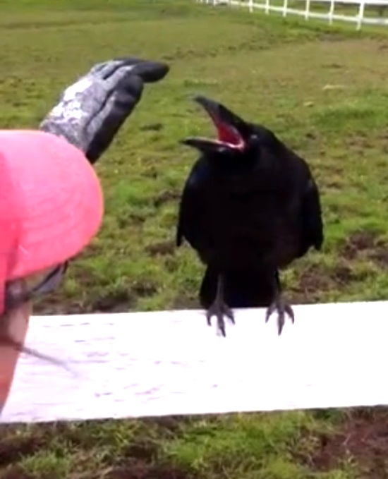 corvo_espinhos2|corvo_espinhos|corvo_espinhos_mulher